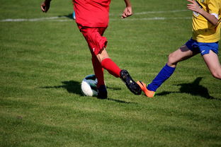 米兰体育官网登录入口-比利时男篮在欧洲预赛中坚持不懈，目标奥运荣誉，比利时男子篮球队